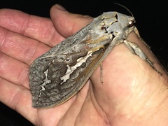 Abantiades hydrographus