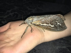 Abantiades hydrographus