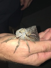 Abantiades hydrographus