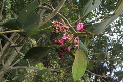 Meriania macrophylla