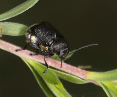 Aporocera scabrosa