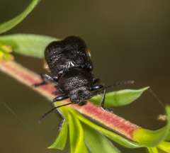 Aporocera scabrosa