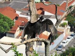 Coragyps atratus
