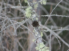Tuckermanopsis americana