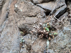 Paragymnopteris marantae marantae