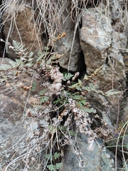 Paragymnopteris marantae marantae