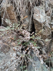 Paragymnopteris marantae marantae