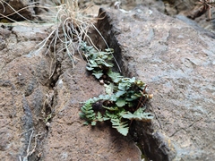 Paragymnopteris marantae marantae