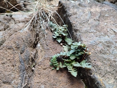 Paragymnopteris marantae marantae
