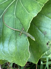 Takydromus smaragdinus