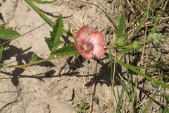 Sphaeralcea chenopodifolia
