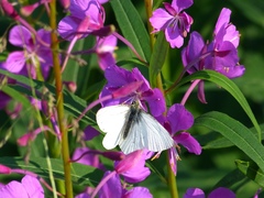 Pieris angelika