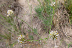 Pfaffia glomerata