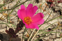 Portulaca gilliesii