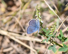 Plebejus samuelis