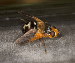 Microtropesa sinuata