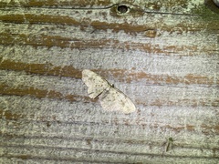 Myrioblephara nanaria