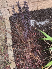 Persicaria capitata