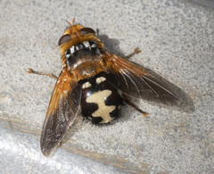 Microtropesa sinuata