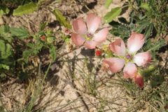 Sphaeralcea chenopodifolia