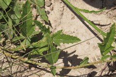 Sphaeralcea chenopodifolia