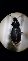 Pterostichus vernalis