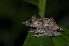 Pristimantis appendiculatus