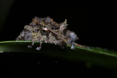Pristimantis appendiculatus