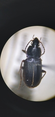 Pterostichus vernalis
