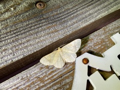 Exangerona prattiaria