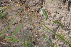 Pfaffia glomerata