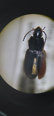 Pterostichus vernalis
