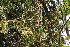 Tripodanthus flagellaris