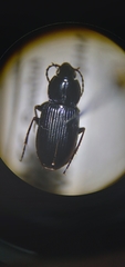 Pterostichus vernalis