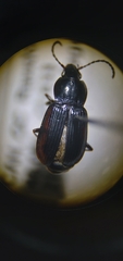 Pterostichus vernalis