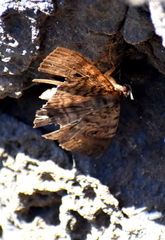 Speiredonia