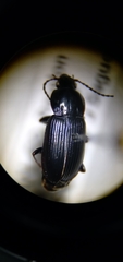 Pterostichus vernalis