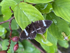 Trichobaptria exsecuta exsecuta