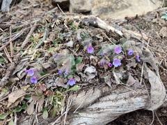 Pulmonaria stiriaca
