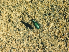 Cicindela denikei