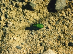 Cicindela denikei