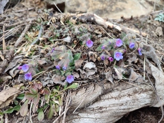 Pulmonaria stiriaca