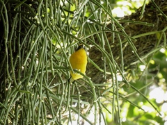 Euphonia violacea
