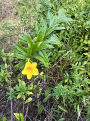 Allamanda schottii