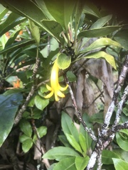 Scaevola glabra