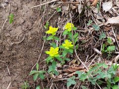 Euphorbia epithymoides