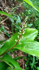 Alpinia intermedia