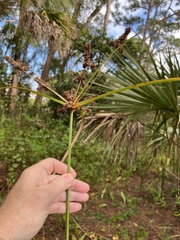 Cyperus ligularis image