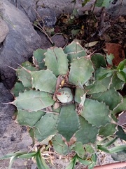 Agave guadalajarana