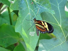 Lepidoptera